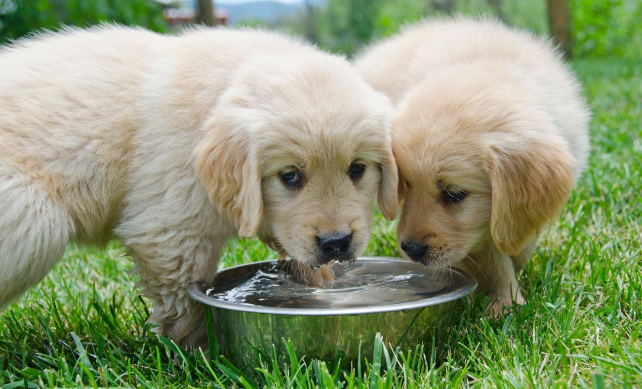 Köpeğime Arıtılmış Su mu Yoksa Musluk Suyu mu Vermeliyim?