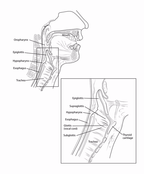 larynx