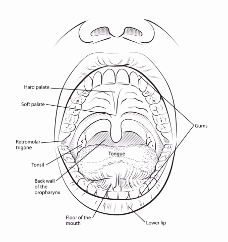 oropharynx