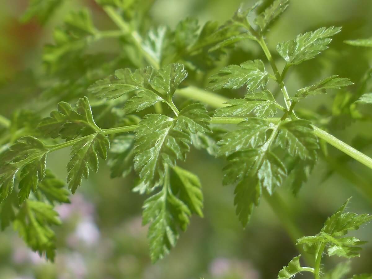 Şervil (Chervil) Frenk maydanozu