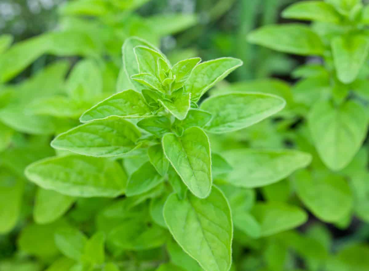 Mercanköşk (Marjoram)