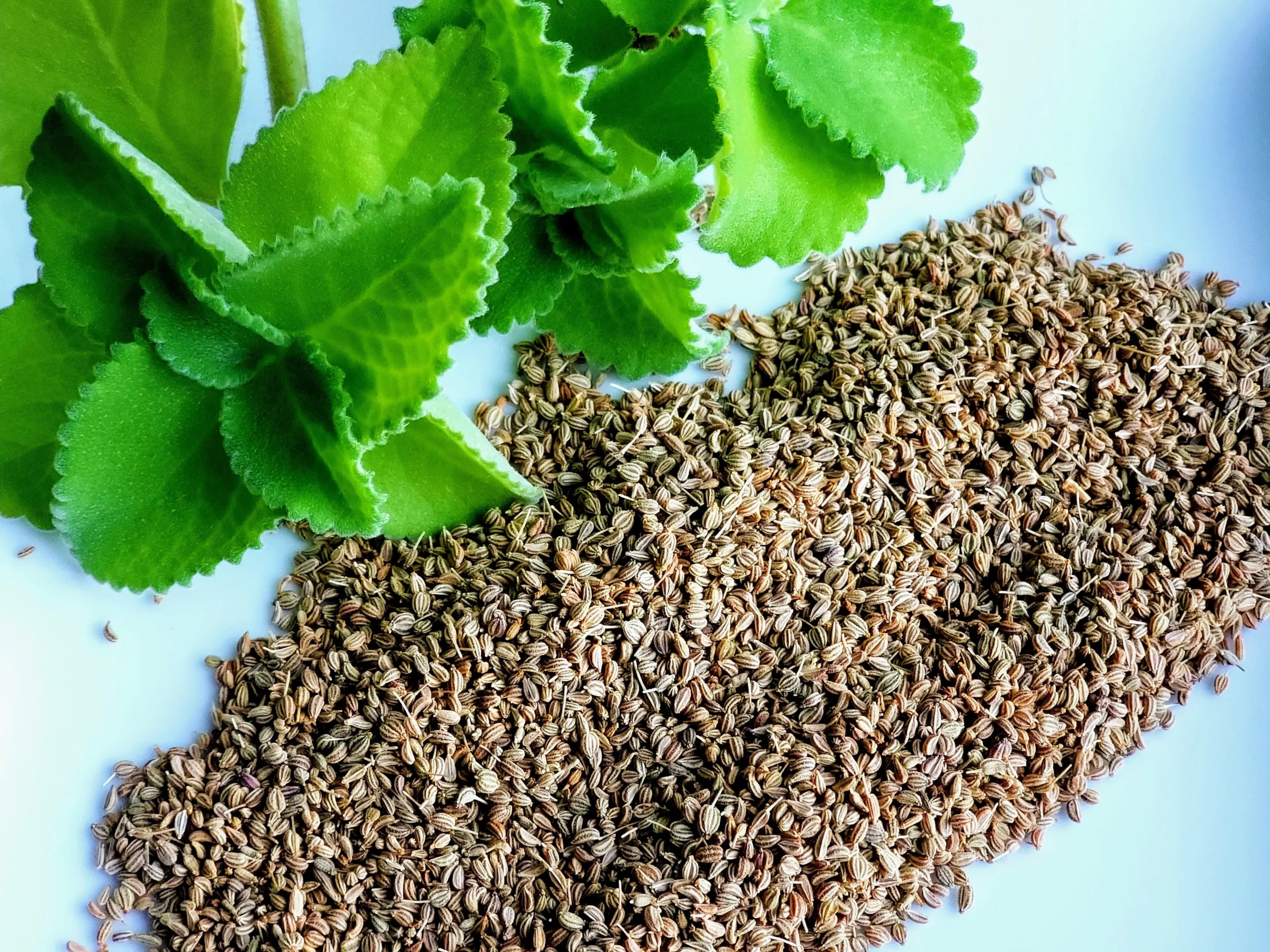 Ajwain (Kimyon Tohumları): Uzak Doğu’dan Gelen Keskin Bir Baharat