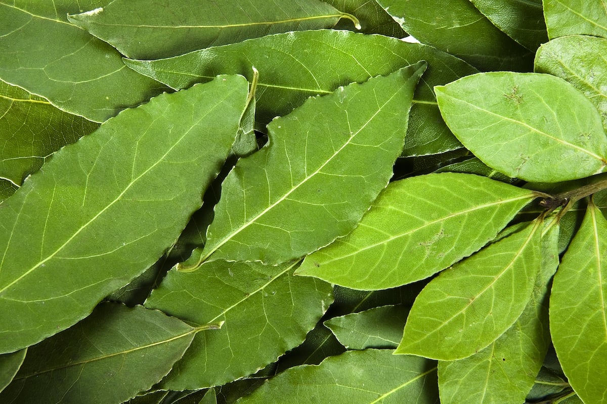 Defne Yaprağı (Bay Leaves)