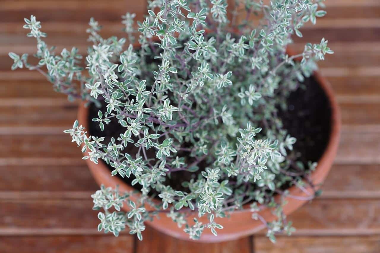 Kekik (Thyme)