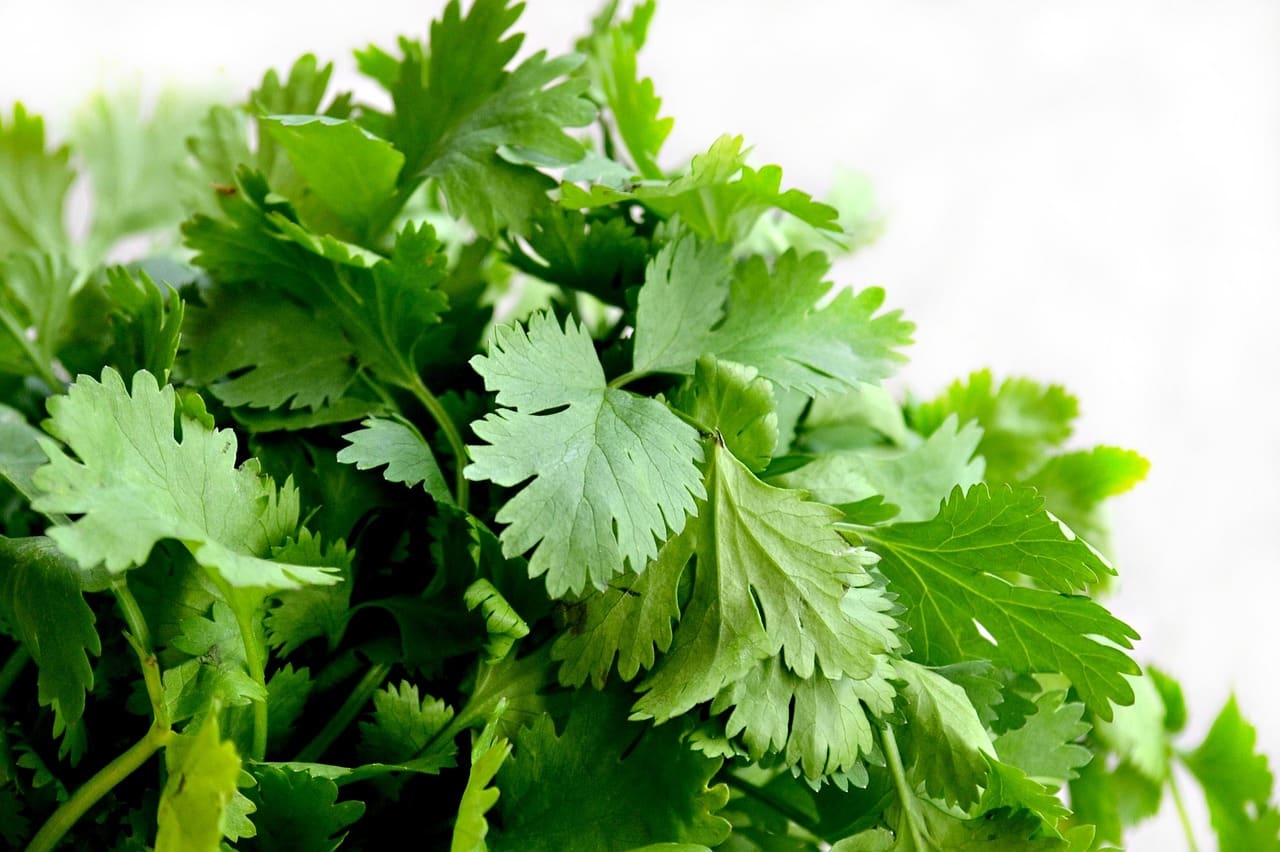 Kişniş (Cilantro)