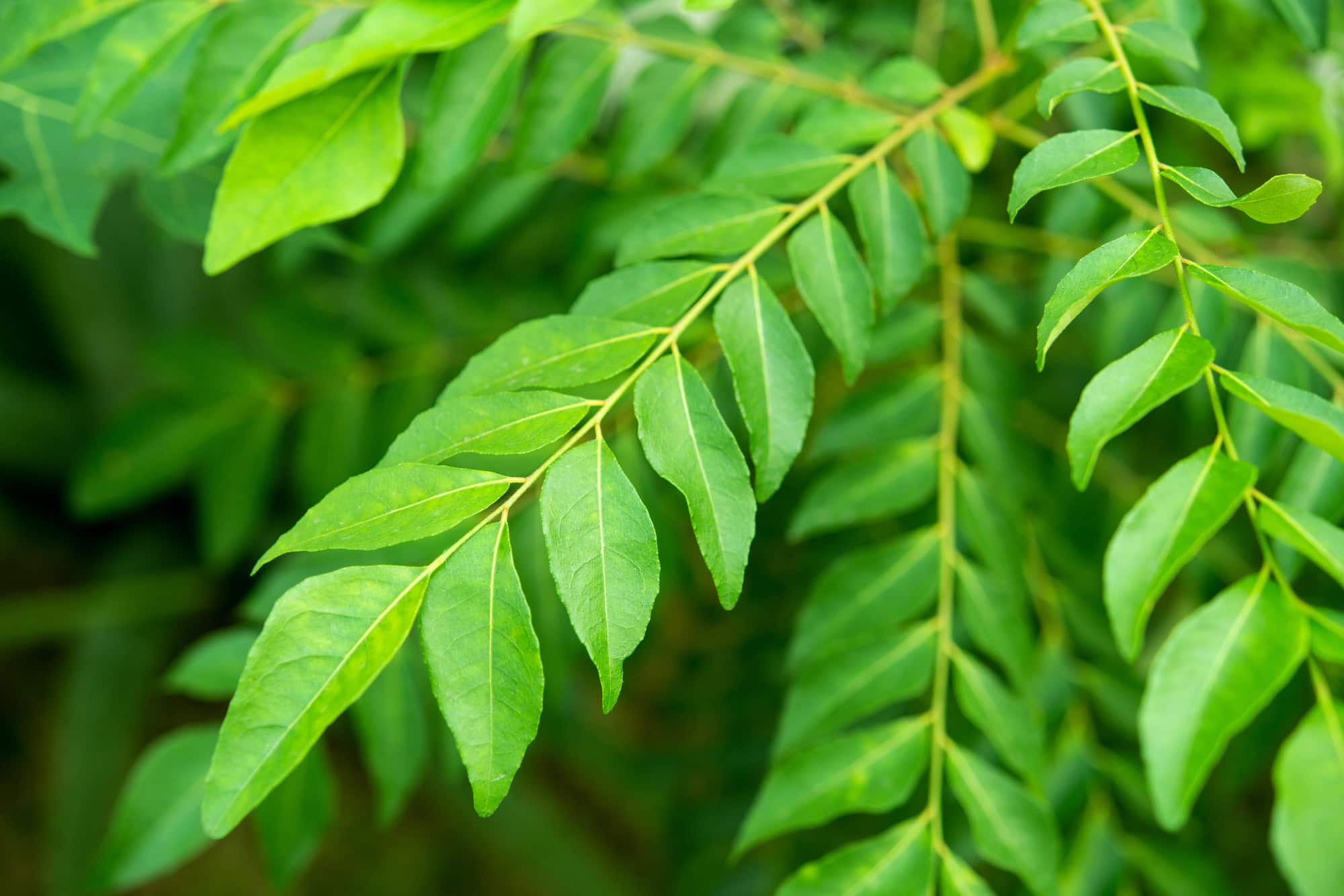 Köri Yaprakları (Curry Leaves)