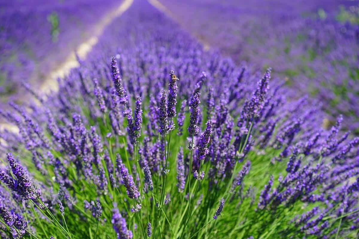 Lavanta (Lavender)