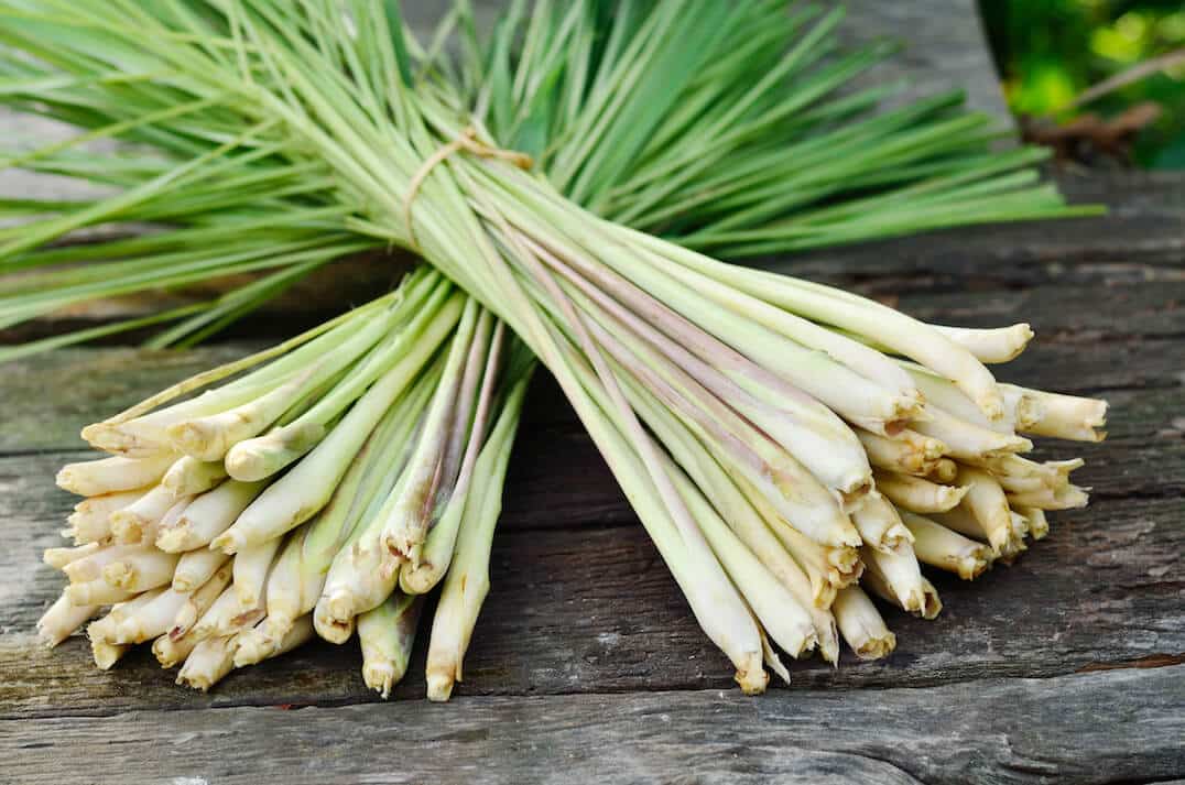 Limon Otu (Lemongrass)