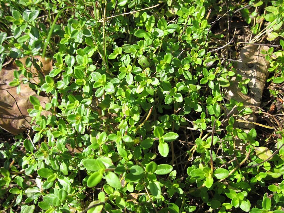 Limon Kekiği (Lemon Thyme)