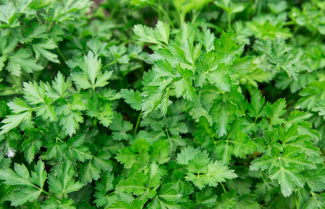 Maydanoz (Parsley)