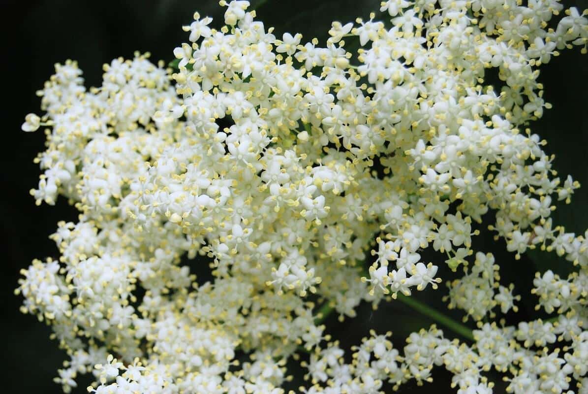 Mürver Çiçeği (Elderflower)