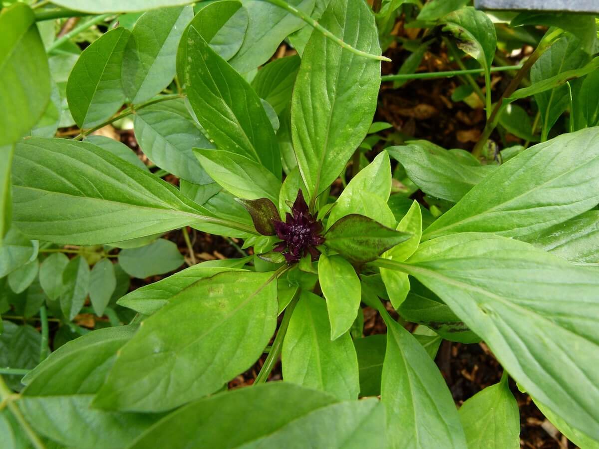 Tay Fesleğeni (Thai Basil)