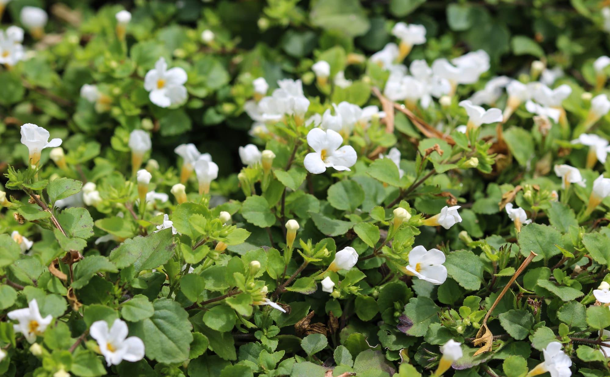 Su Hyssopu (Water Hyssop)