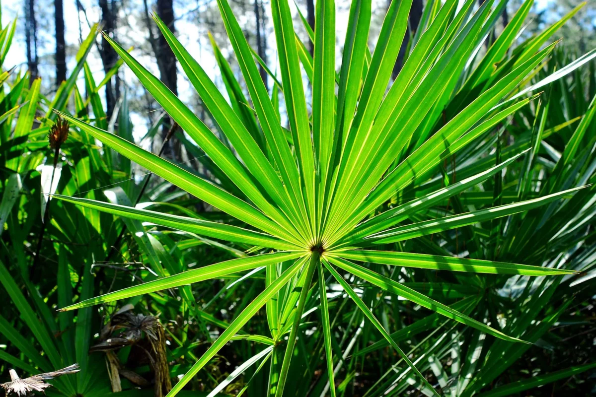 Saw Palmetto