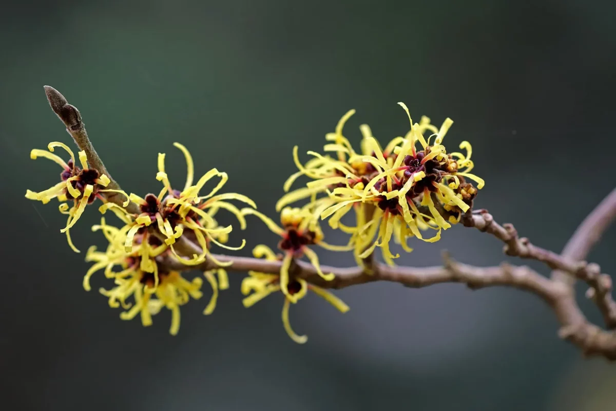 Cadı Fındığı (Witch Hazel)